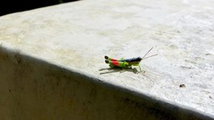 Liebermannacris dorsualis