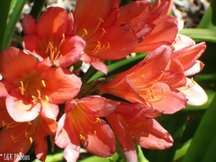 Clivia miniata miniata