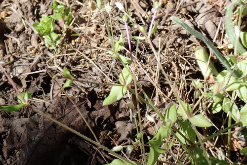 iNaturalist observation photo of Plants