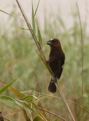 Amblyospiza albifrons