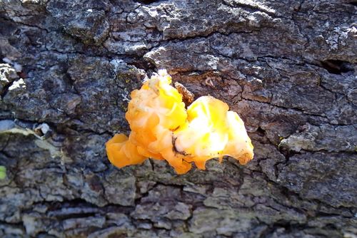 iNaturalist observation photo of golden ear