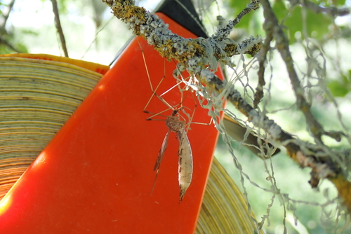 iNaturalist observation photo of Triplicitipula