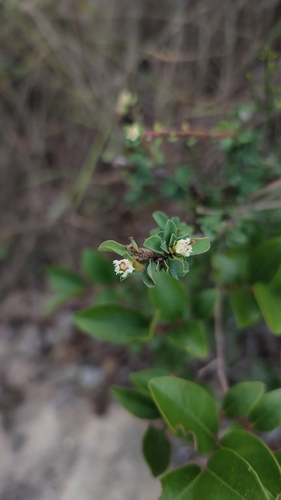 Euphorbia lycioides