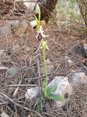 Ophrys exaltata arachnitiformis