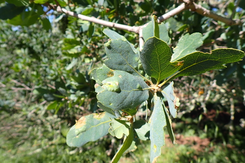 iNaturalist observation photo of Dumosae