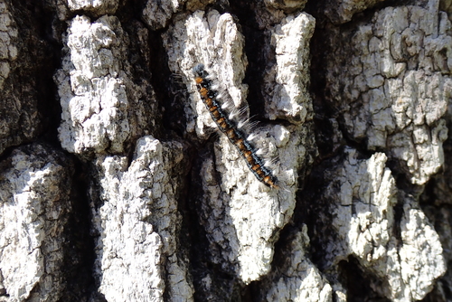 iNaturalist observation photo of Pacific Tent Caterpillar