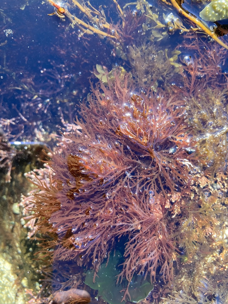 Gelidium vagum