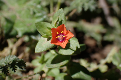 iNaturalist observation photo of scarlet pimpernel