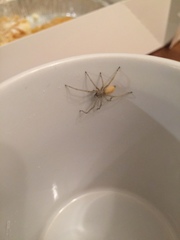 Cheiracanthium mildei