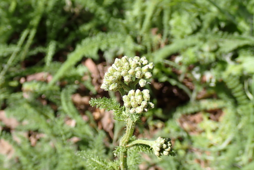 iNaturalist observation photo of common yarrow