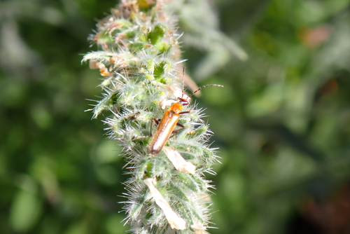 iNaturalist observation photo of Dichelotarsus