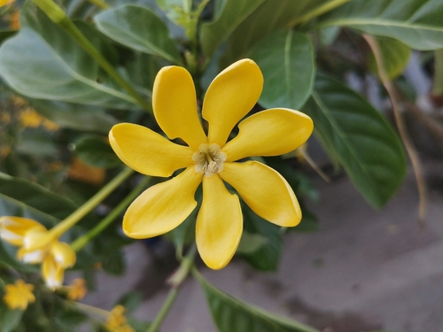 Golden gardenia (Gardenia carinata)