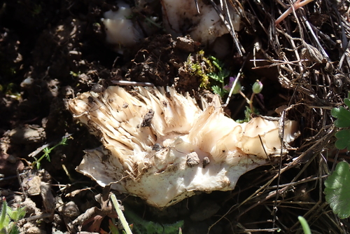 iNaturalist observation photo of Fungi Including Lichens