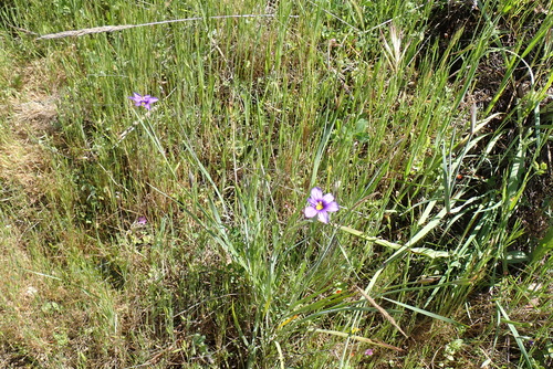 iNaturalist observation photo of western blue-eyed grass