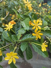 Gardenia carinata, photograph (c) Cheryl Stinchcomb, some rights reserved (CC BY)