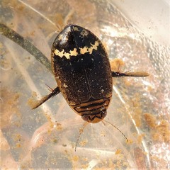 Acilius mediatus