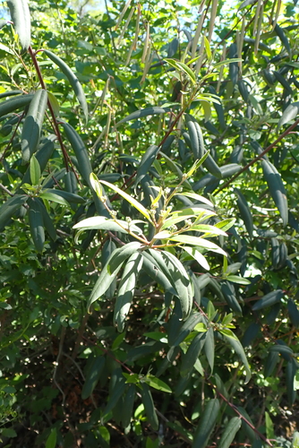 iNaturalist observation photo of coffeeberry