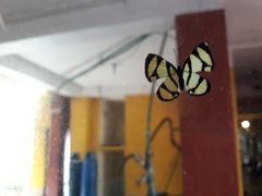 Baeotis zonata zonata