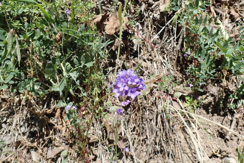 iNaturalist observation photo of Gilias