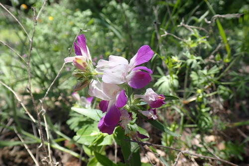 iNaturalist observation photo of Purple Chinese Houses