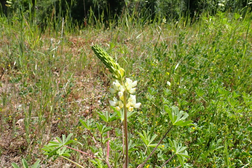 iNaturalist observation photo of lupines