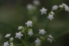 Parthenium hysterophorus