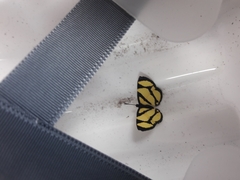 Baeotis zonata zonata