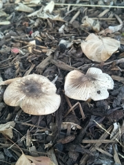 Agaricus