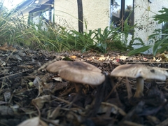 Agaricus