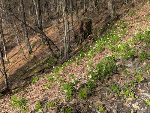 Cardamine kitaibelii, photograph 4