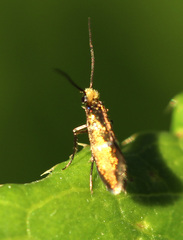 Micropterix aruncella