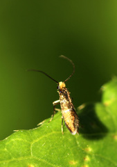 Micropterix aruncella