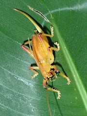 Brachybaenus