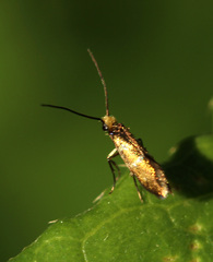 Micropterix aruncella