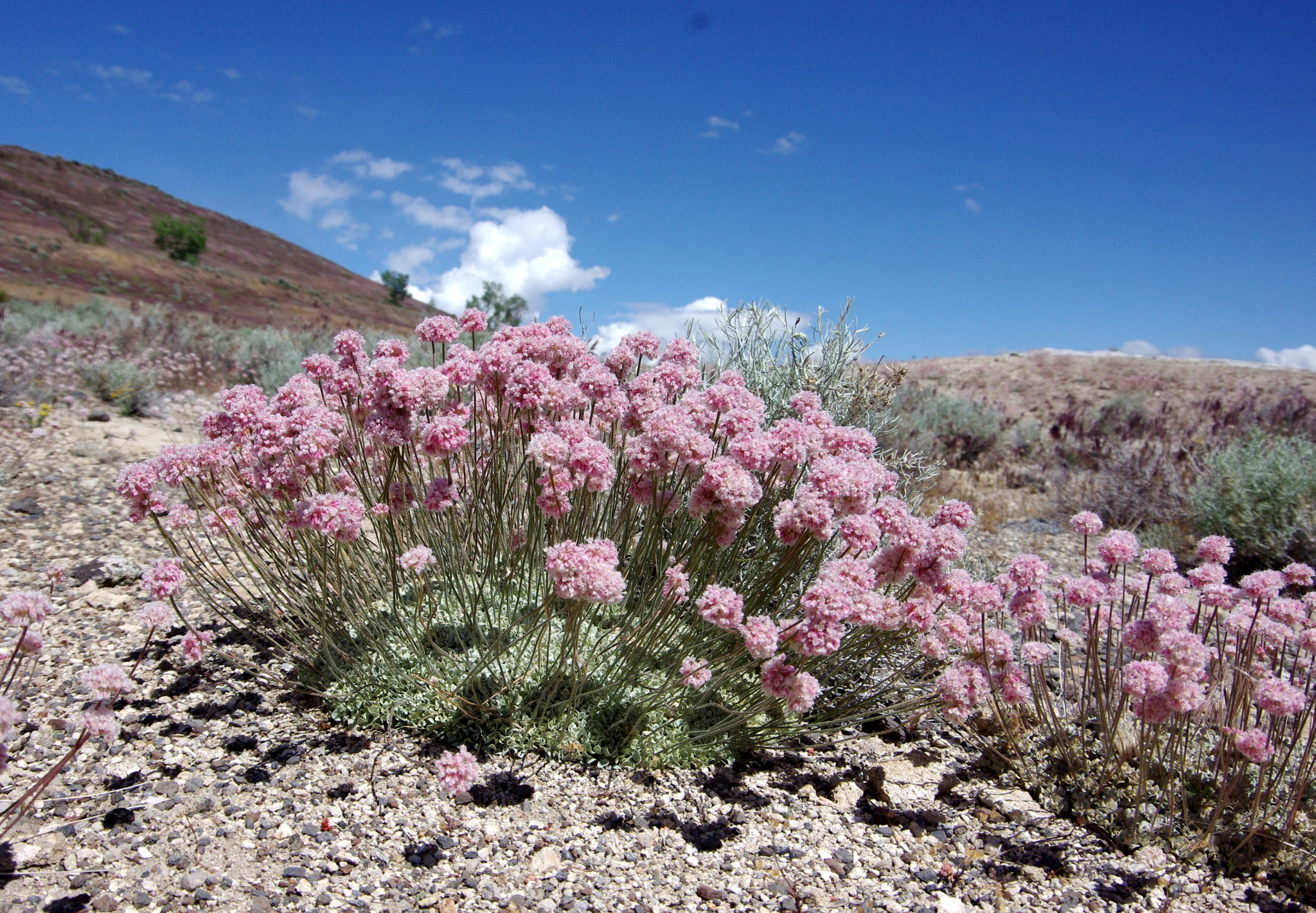 Eriogonum ovalifolium var. williamsiae