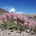 Steamboat Buckwheat - Photo (c) Janel Johnson, some rights reserved (CC BY), uploaded by Janel Johnson