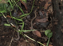 Cacophis squamulosus
