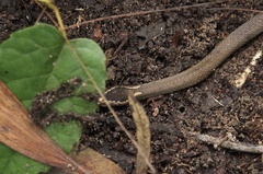 Cacophis squamulosus