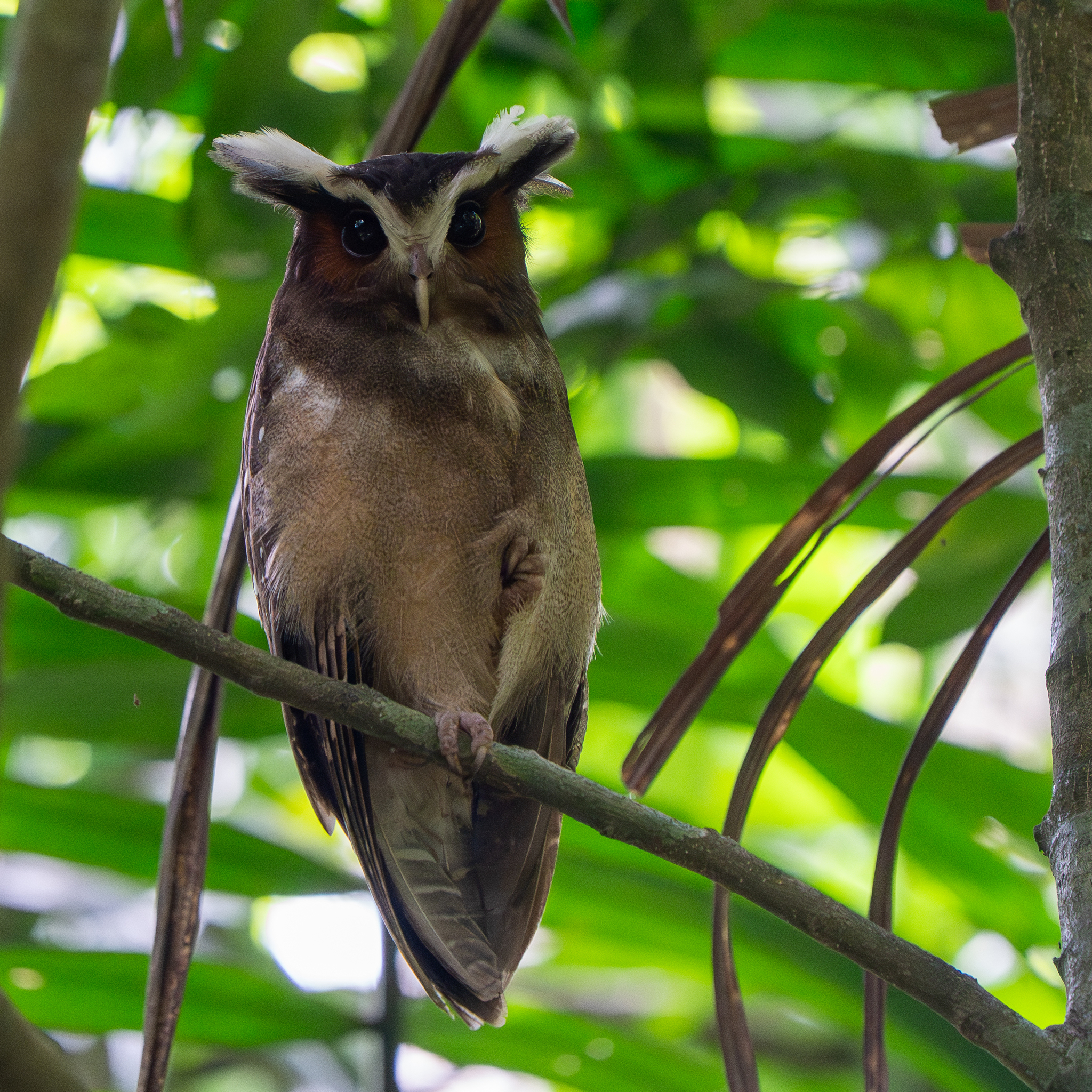Crested Owl (Lophostrix cristata), photo 6
