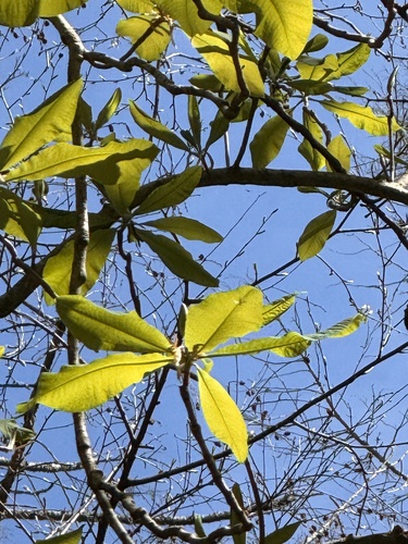 Umbrella-Tree (Magnolia tripetala)