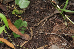 Cacophis squamulosus