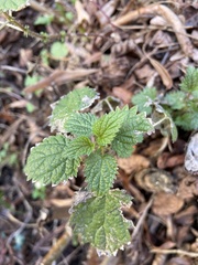 Urtica dioica