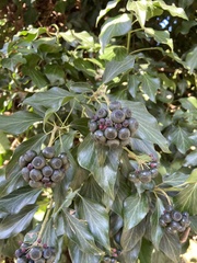 Hedera helix