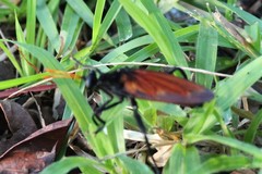 Protomydas rubidapex