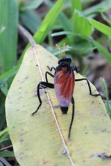 Protomydas rubidapex