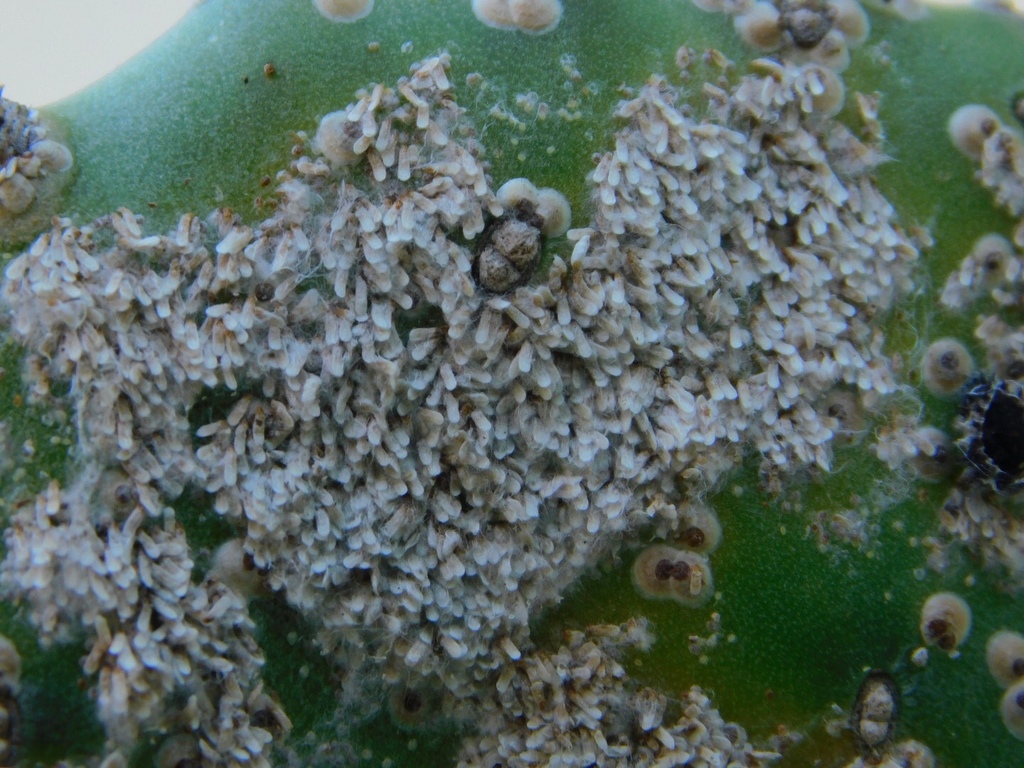 cochonilha de escamas — foto 1