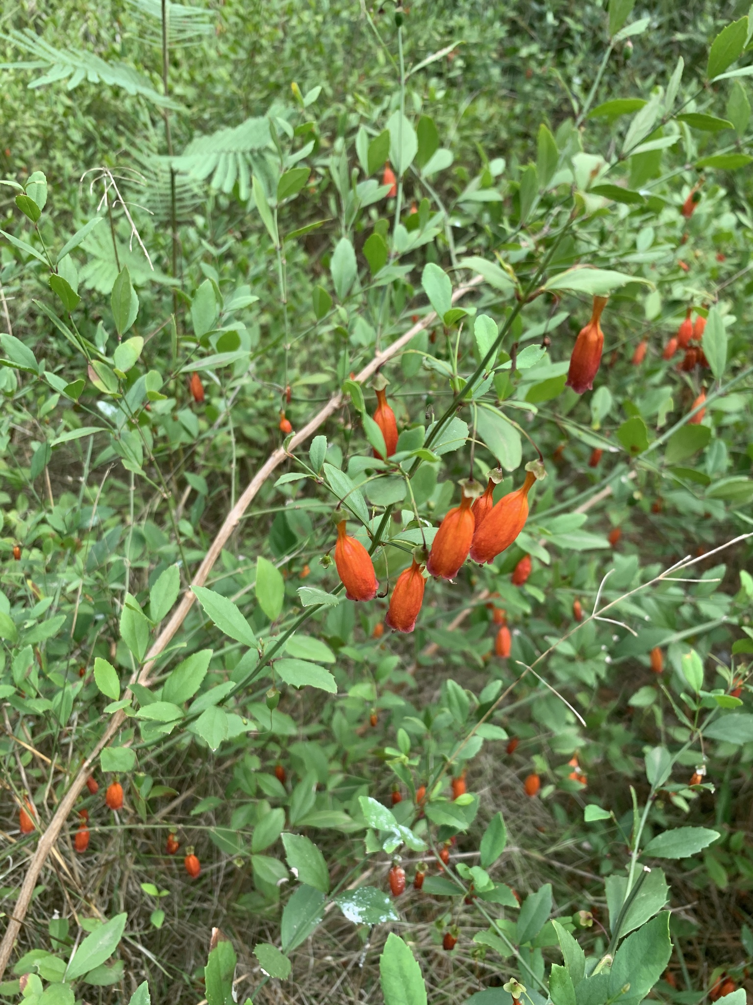 Elliptic Treefuchsia (Halleria elliptica)