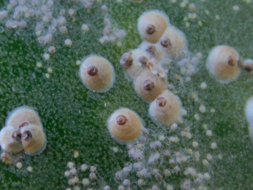 Cactus Scale