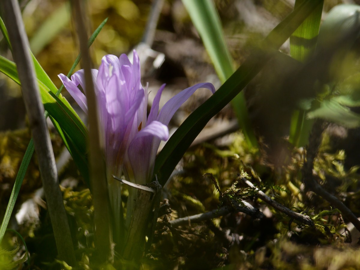 Spring Meadow Saffron (Colchicum bulbocodium)