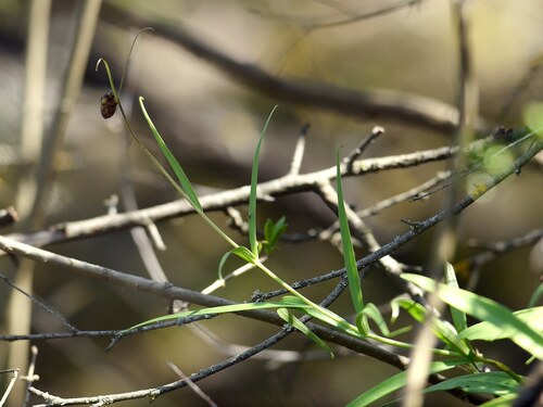 Ruthenian Fritillary (Fritillaria ruthenica)